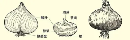 新疆郁金香：高寒荒野上的金色春光2