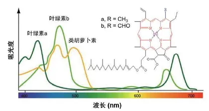 用化学的“眼睛”看颜色1