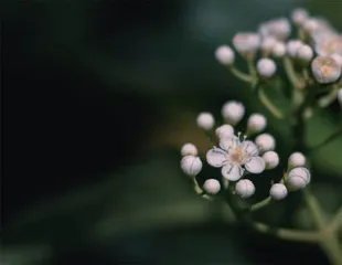 植物的“香”与“臭”