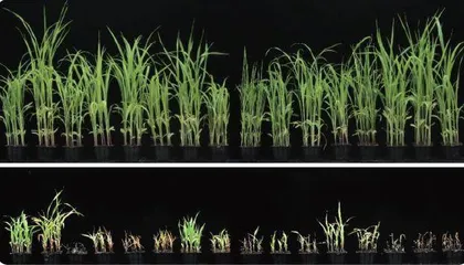    耐盐碱基因：让盐碱地里“稻谷飘香”3