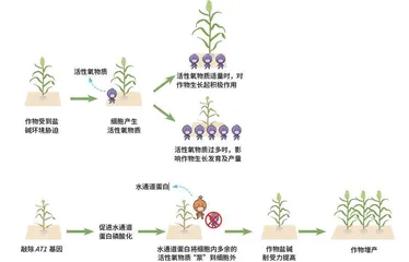    耐盐碱基因：让盐碱地里“稻谷飘香”4