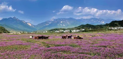 去大别山找“大别”7