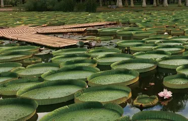 西双版纳热带植物园0