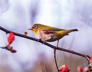 白眼圈小天使—绣眼鸟2