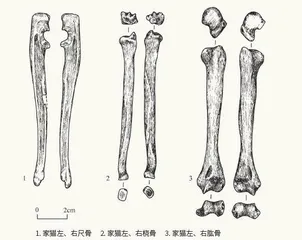 识骨寻踪推理古代动物身份1