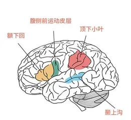 共情——会“传染”的情绪2