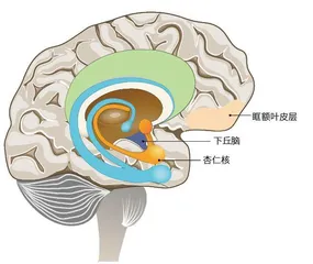 共情——会“传染”的情绪3