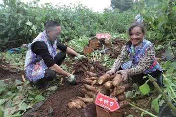 拼多多发布Q3财报 全面加速高质量发展继续加码农研科技0