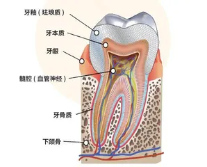 牙齿:人类迁徙的“记录者”0