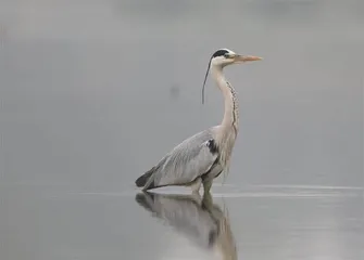 科学观鸟记1