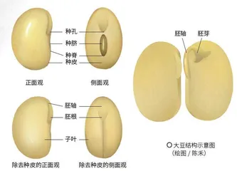 墨与植物2