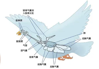 藏在化石里的传染病密码3