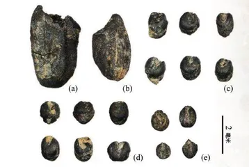 2600年前，皖南先民吃些啥？3