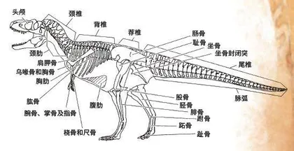 古生物学家的科研日常2