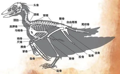 古生物学家的科研日常3