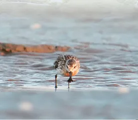 探寻勺嘴鹬繁殖地： 楚科奇苔原湿地1