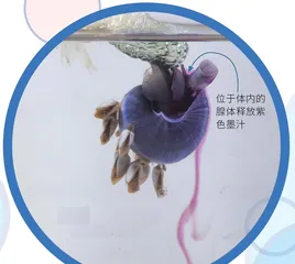 海蜗牛——漂浮的旅行家6