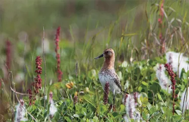 探寻勺嘴鹬繁殖地： 楚科奇苔原湿地2