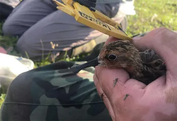 探寻勺嘴鹬繁殖地： 楚科奇苔原湿地4