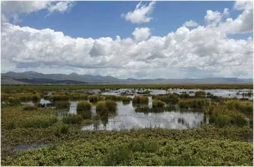 解锁湿地的力量4