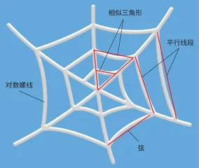 蜘蛛网里的奇妙数学1