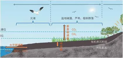 解锁湿地的力量5