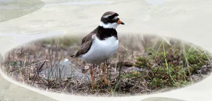 探寻勺嘴鹬繁殖地： 楚科奇苔原湿地5