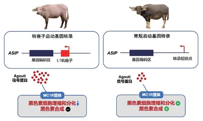 白水牛真相大白于天下2