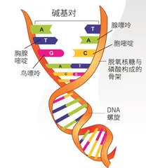 斑点与条纹的基因密码