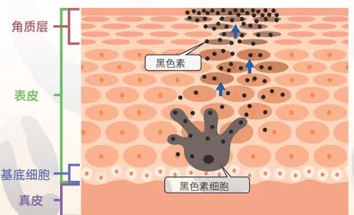 斑点与条纹的基因密码1