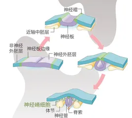 斑点与条纹的基因密码4