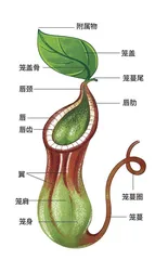 猪笼草：食虫植物“大反击”2