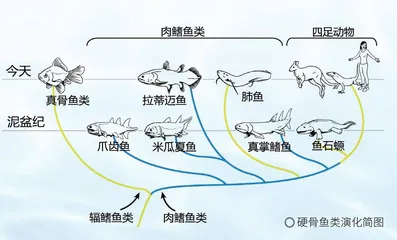 脊椎动物登陆之谜1