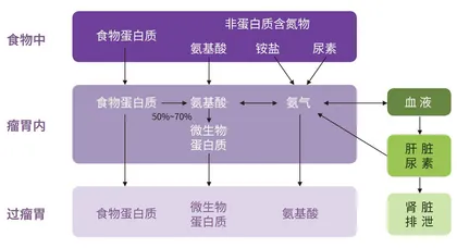 通力合作的“牛肚们”3