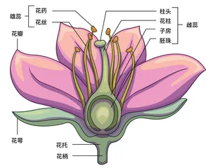 拟南芥：十字小花破译植物密码5