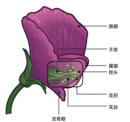 豌豆：遗传学的幸运材料1