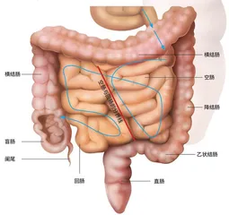 人类肠道盘曲的奥秘1
