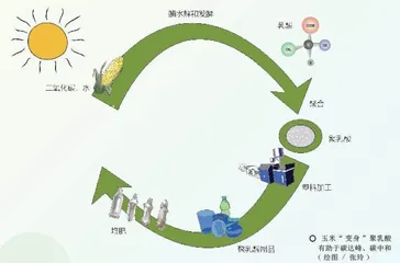 玉米的“变身”5