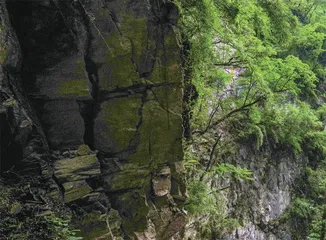 在青藏高原与“隐世”植物相遇0