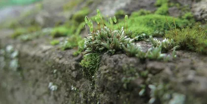  揭秘“苔花”之惑