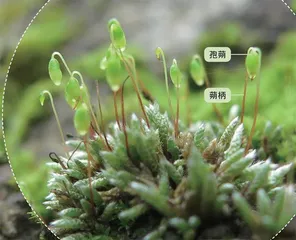  揭秘“苔花”之惑1