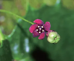 在青藏高原与“隐世”植物相遇2