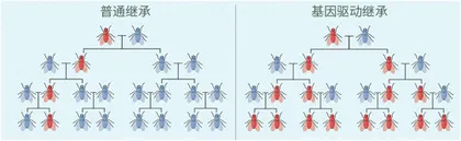 使用CRISPR工具遏制蚊子带来的病毒传播