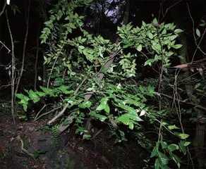 在青藏高原与“隐世”植物相遇3