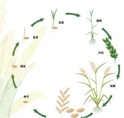 水稻：饭碗里的科学之光2