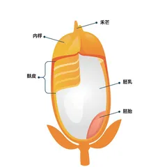 水稻：饭碗里的科学之光4