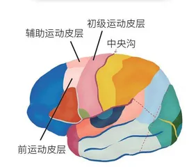 “黑白键”中的“灰白质”奥秘