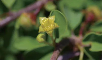 在青藏高原与“隐世”植物相遇7