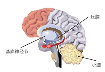 “黑白键”中的“灰白质”奥秘2