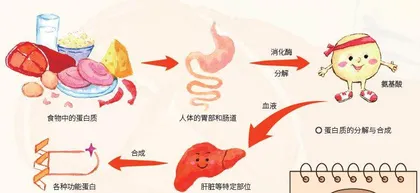 身体内的化学反应